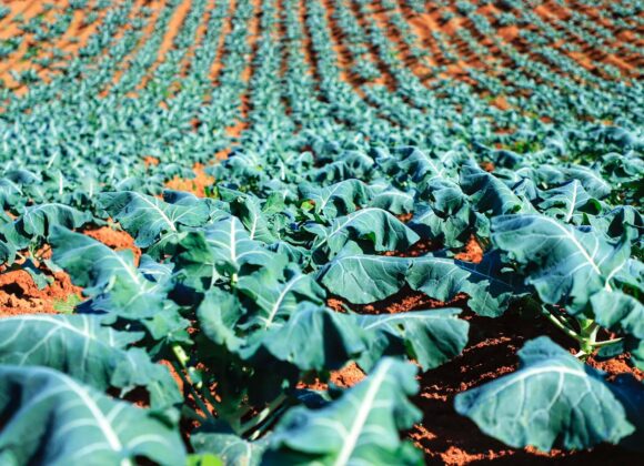 Tomazina e Pinhalzinho: Agricultores recebem certificados de produtores orgânicos no Paraná