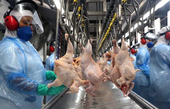 Frigoríficos do Paraná serão habilitados para fornecer carne de frango à China