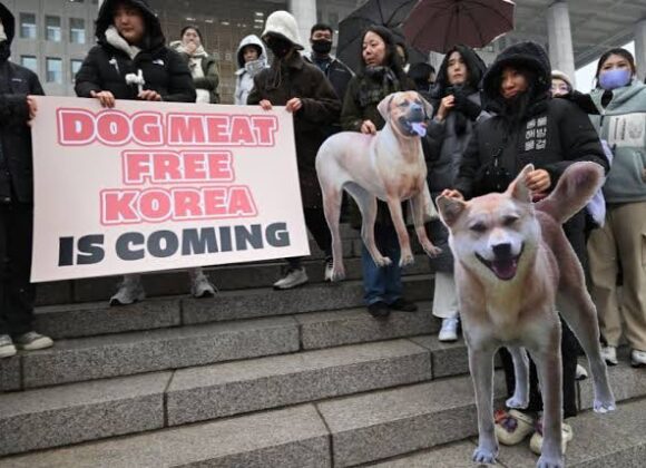 Coreia do Sul Proíbe Indústria de Carne de Cachorro em Lei Histórica Coreia do Sul Proíbe Indústria de Carne de Cachorro em Lei Histórica