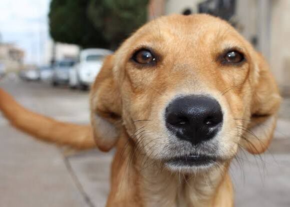 O famoso 'vira-lata caramelo' pode se tornar em breve manifestação cultural imaterial do Brasil O famoso 'vira-lata caramelo' pode se tornar em breve manifestação cultural imaterial do Brasil