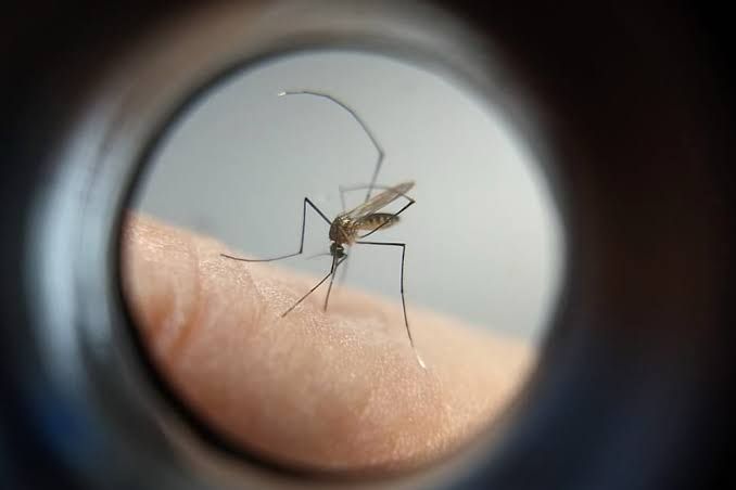 Dengue no Paraná: Autoridades Alertam para Aumento de Casos e Mortes Dengue no Paraná: Autoridades Alertam para Aumento de Casos e Mortes
