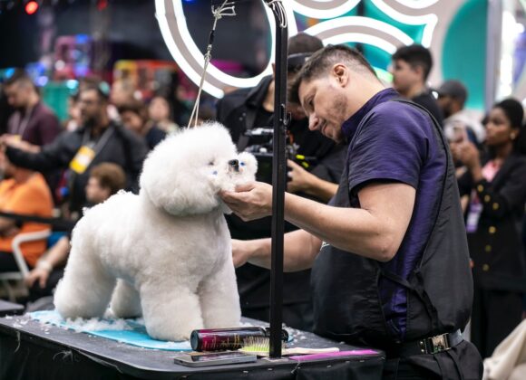 Groomers: conheça a profissão responsável pela beleza dos pets Groomers: conheça a profissão responsável pela beleza dos pets