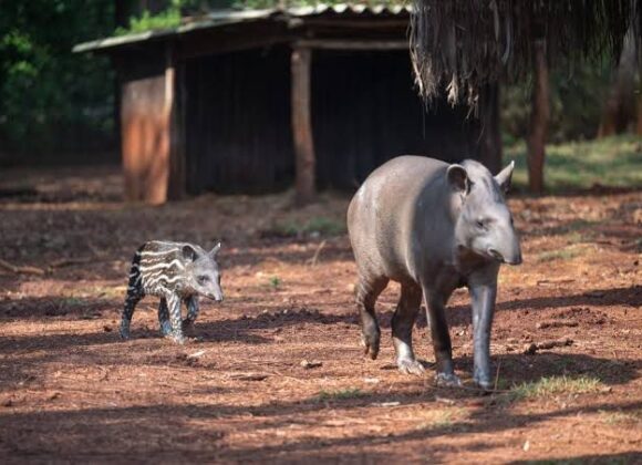 Filhote de anta ameaçada de extinção nasce em Foz do Iguaçu