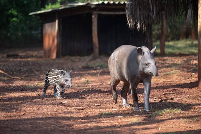 Filhote de anta ameaçada de extinção nasce em Foz do Iguaçu