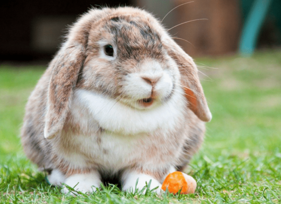 Criança de 9 anos mata 20 coelhos e 3 porquinhos-da-índia em hospital veterinário Foto: Pixabay