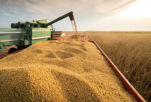 A combine harvesting soybeans at sunset
