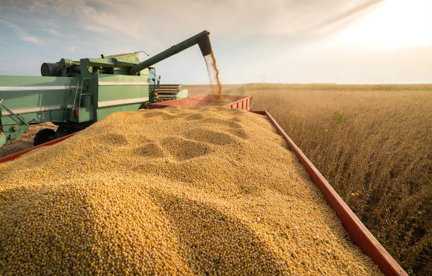 A combine harvesting soybeans at sunset
