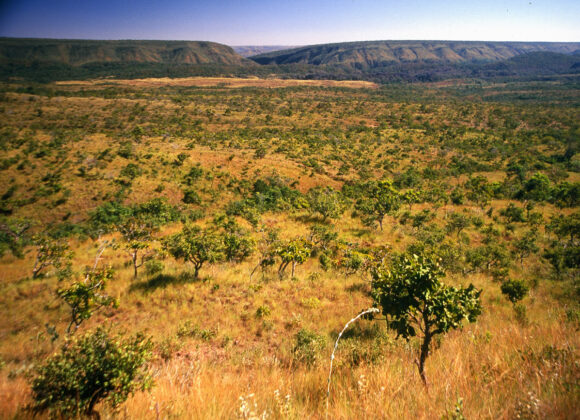 Cerrado é o segundo maior bioma brasileiro ficando sobre 25% de todo o país