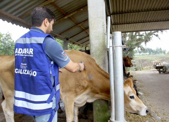 .Veterinários devem se recadastrar na Adapar para atuar contra brucelose e tuberculose Campanha de vacinação febre aftosa. Campo Largo,