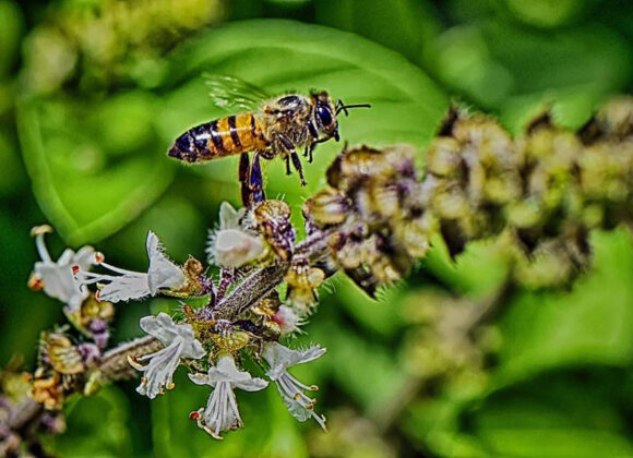 Projeto paranaense é um dos mais influentes da América Latina em 2024