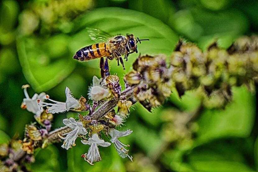 Projeto paranaense é um dos mais influentes da América Latina em 2024 Projeto paranaense é um dos mais influentes da América Latina em 2024