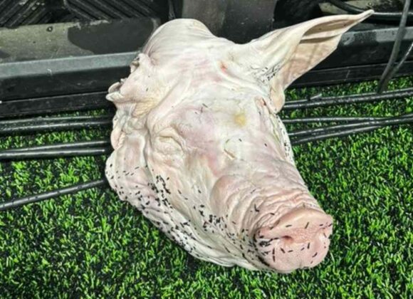 Torcedores do Corinthians jogam cabeça de porco no gramado durante derby
