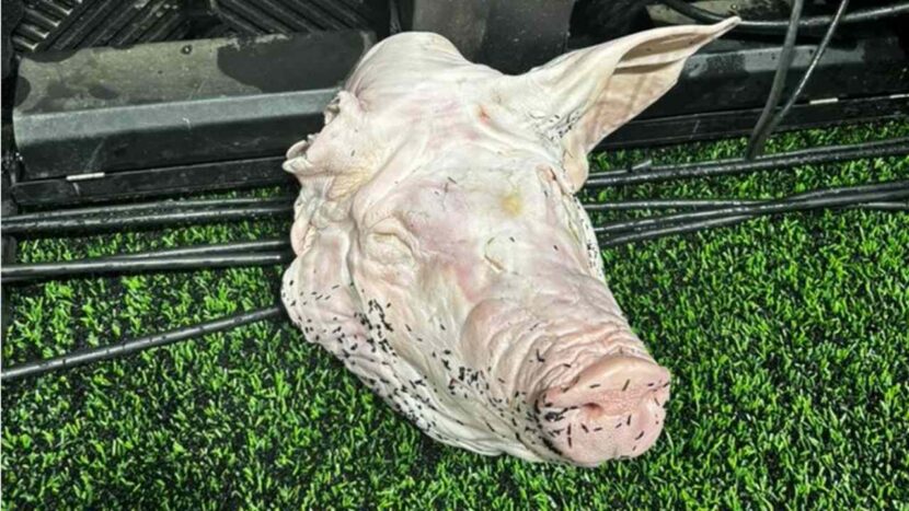 Torcedores do Corinthians jogam cabeça de porco no gramado durante derby Torcedores do Corinthians jogam cabeça de porco no gramado durante derby
