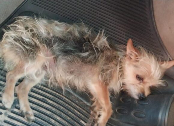 Cãozinho encontrado na rodovia: família de Ourinhos busca o tutor de um Yorkshire perdido