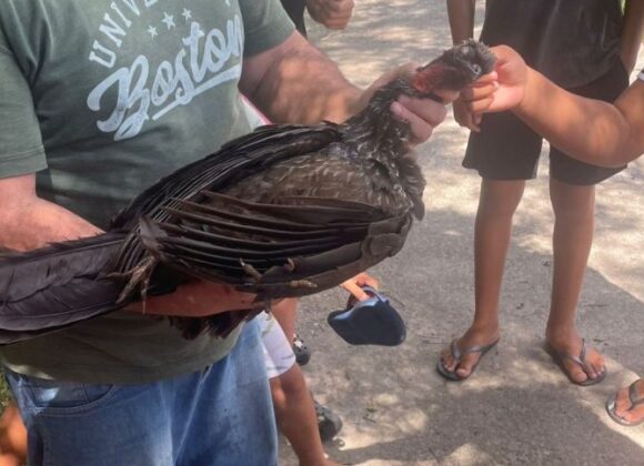 Animal silvestre é morto de forma violenta em condomínio em Fazenda Rio Grande TEMPLATE-SITE-1-860x484