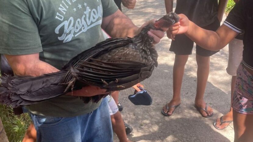 TEMPLATE-SITE-1-860x484