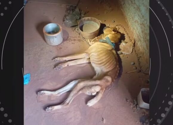 Cão resgatado no Paraná