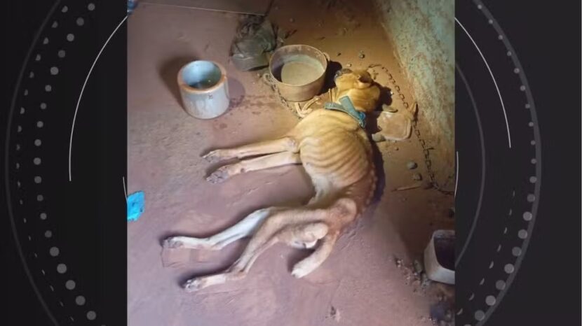Cão resgatado no Paraná